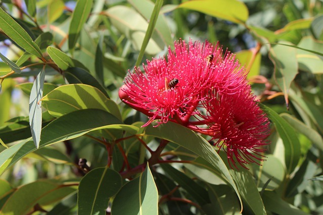 abeja polinizando flor de eucalipto