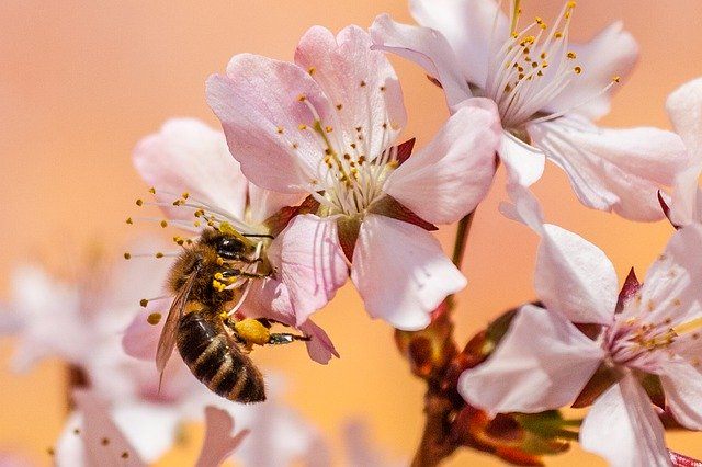 polinización de abejas