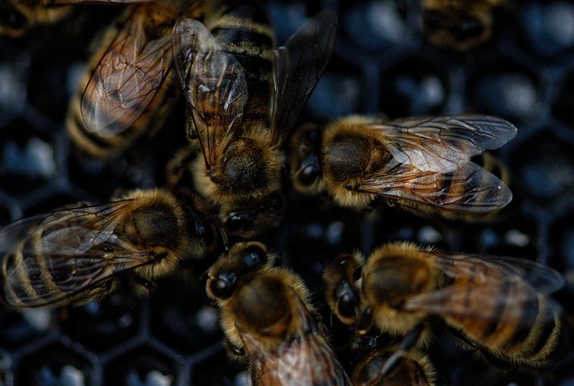 abejas comunicando