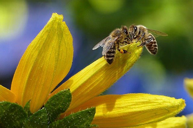 abejas en flor