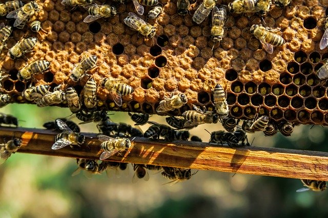 panal de abejas con celdas de cría
