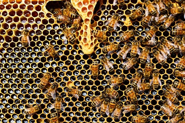 abejas recolectando miel en el panal